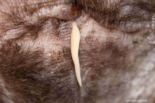 How to Deworm Your Dog: A Comprehensive Guide