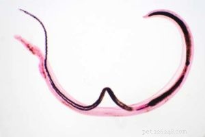 How to Deworm Your Dog: A Comprehensive Guide
