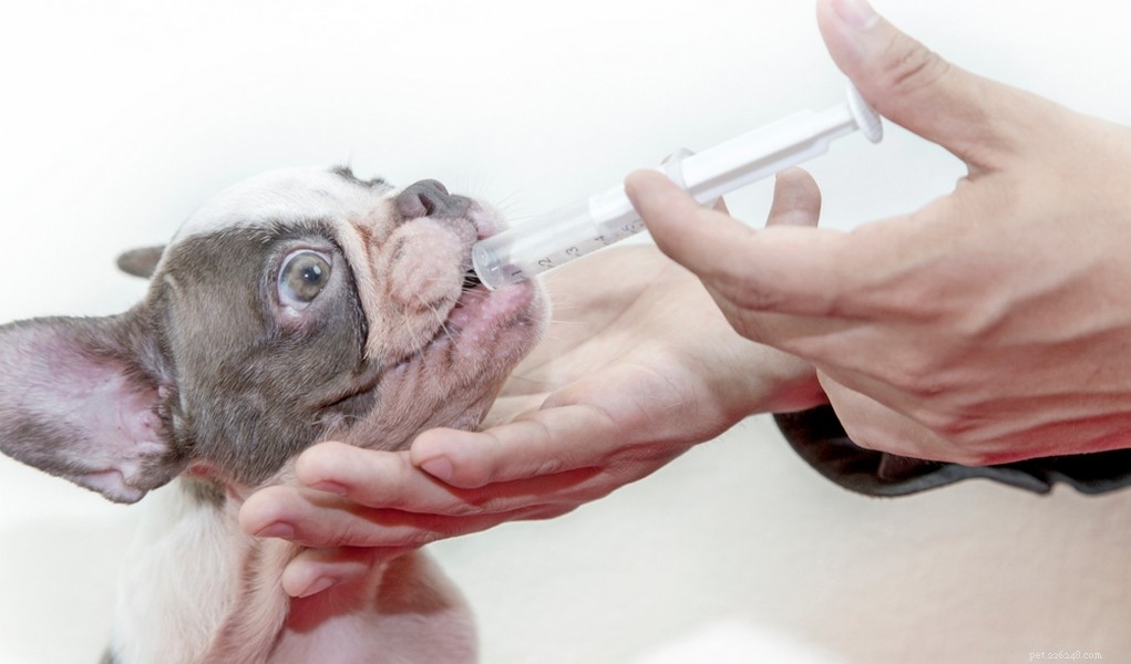 How to Deworm Your Dog: A Comprehensive Guide