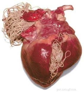 Four Common Canine Heart Issues: Symptoms, Causes, and Treatment Options