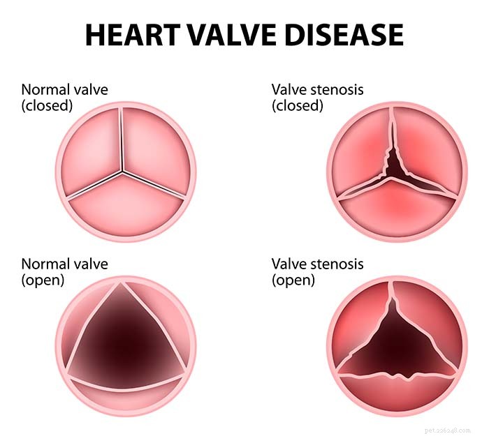 Four Common Canine Heart Issues: Symptoms, Causes, and Treatment Options