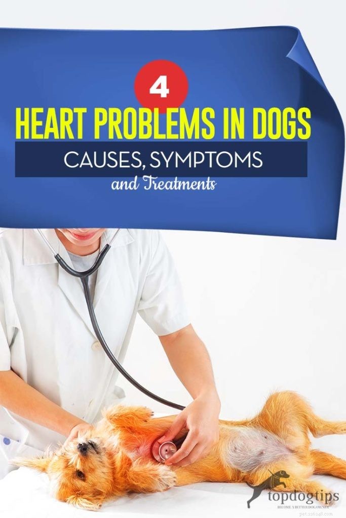 Four Common Canine Heart Issues: Symptoms, Causes, and Treatment Options