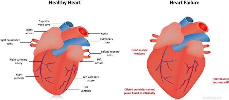 Four Common Canine Heart Issues: Symptoms, Causes, and Treatment Options
