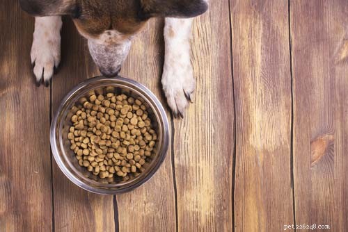 5 Proven Ways to Boost Your Dog’s Fitness & Wellness