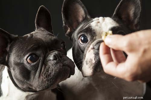 5 Proven Ways to Boost Your Dog’s Fitness & Wellness