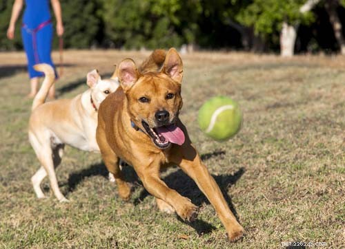 5 Proven Ways to Boost Your Dog’s Fitness & Wellness