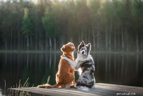 5 Proven Ways to Boost Your Dog’s Fitness & Wellness