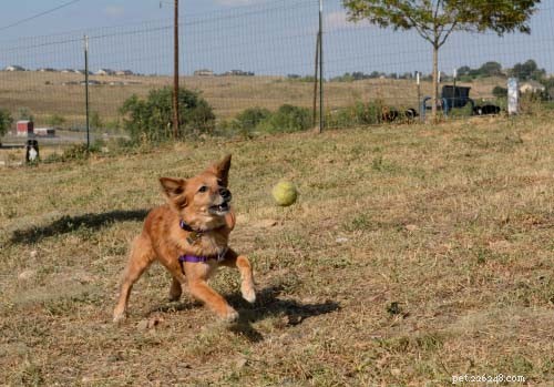 Tennis Balls for Dogs: Safe, Affordable, and What to Watch For