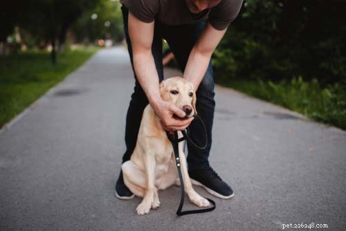 Tennis Balls for Dogs: Safe, Affordable, and What to Watch For
