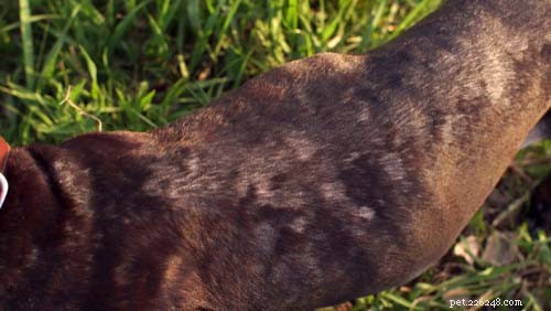 Common Dog Allergies: Symptoms, Triggers, and Effective Management