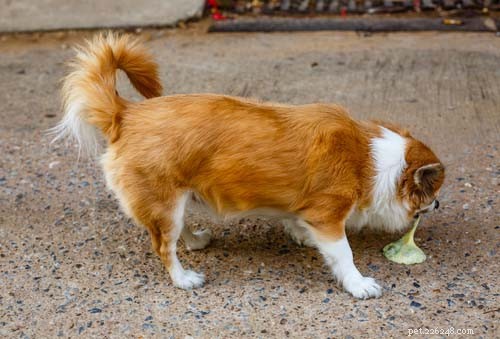 Common Dog Allergies: Symptoms, Triggers, and Effective Management