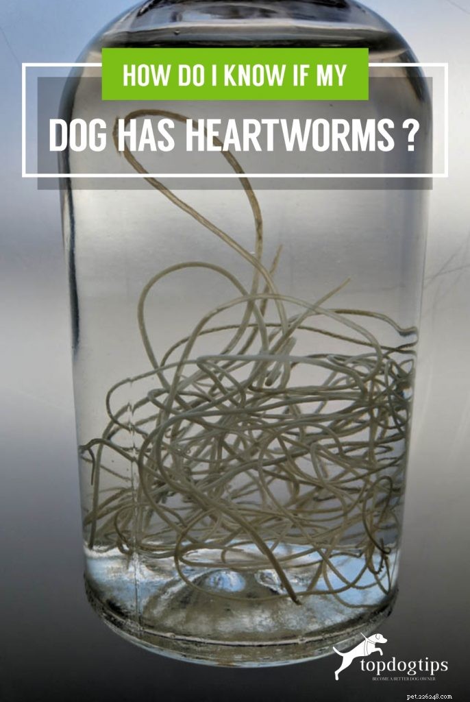 Spotting Heartworm in Dogs: Symptoms, Prevention, and What to Do