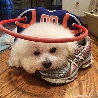 8 Must-Have Products to Keep Your Blind Dog Safe and Happy