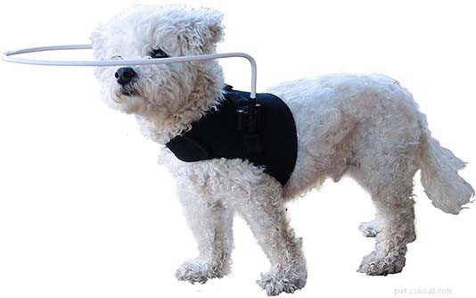 8 Must-Have Products to Keep Your Blind Dog Safe and Happy