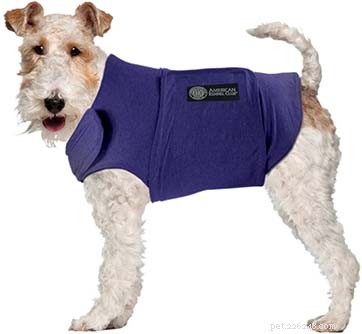 8 Must-Have Products to Keep Your Blind Dog Safe and Happy