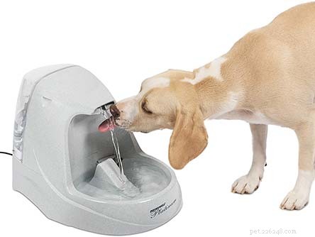 8 Must-Have Products to Keep Your Blind Dog Safe and Happy