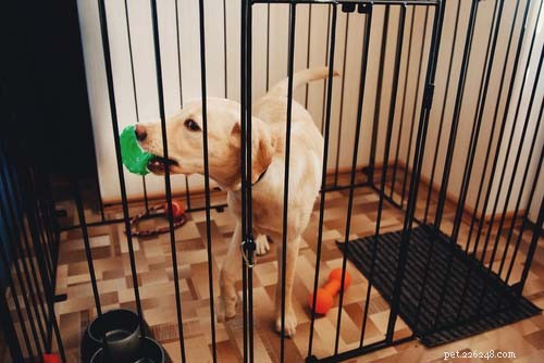 Can Cat Food Harm Your Dog? Understanding the Risks