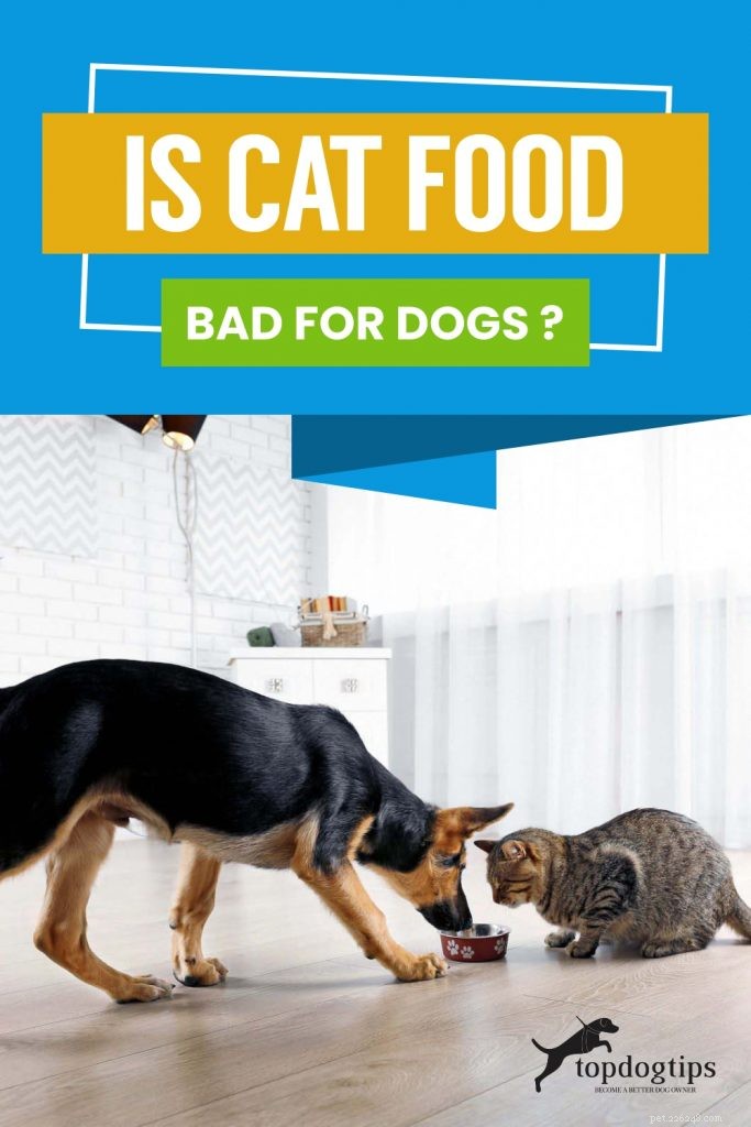 Can Cat Food Harm Your Dog? Understanding the Risks