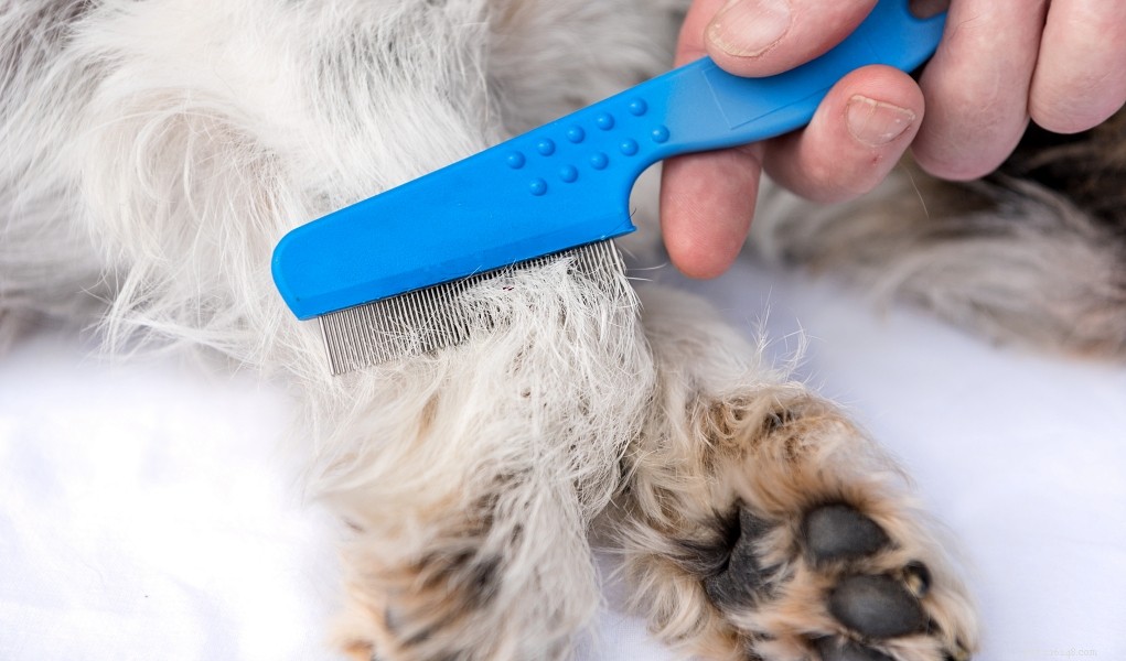 Top 3 Proven Methods to Eliminate Fleas from Dogs & Homes