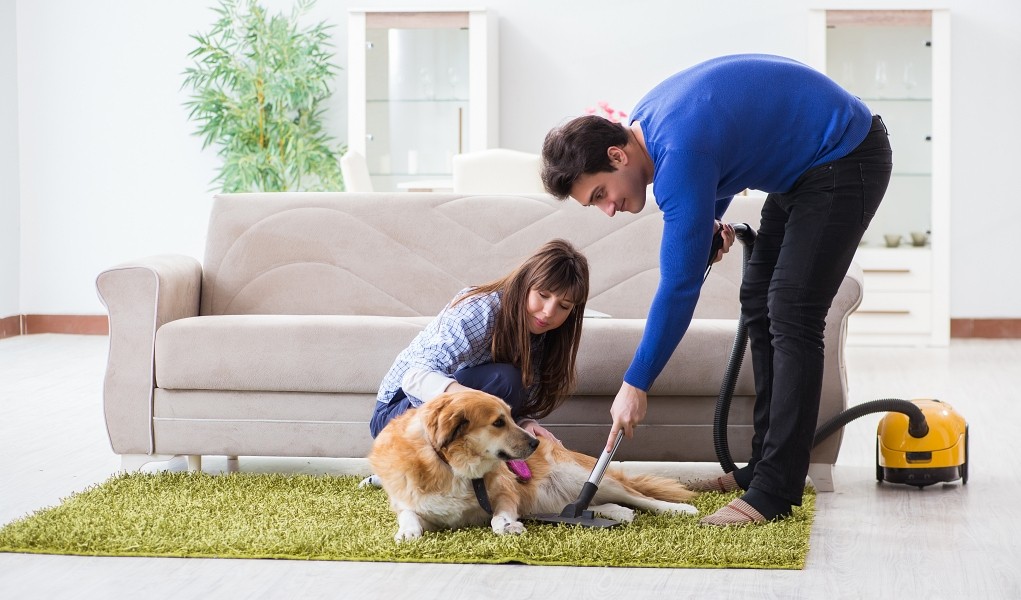 Top 3 Proven Methods to Eliminate Fleas from Dogs & Homes