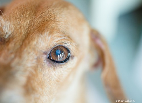 Identifying Blindness in Dogs: Signs, Causes, and Care