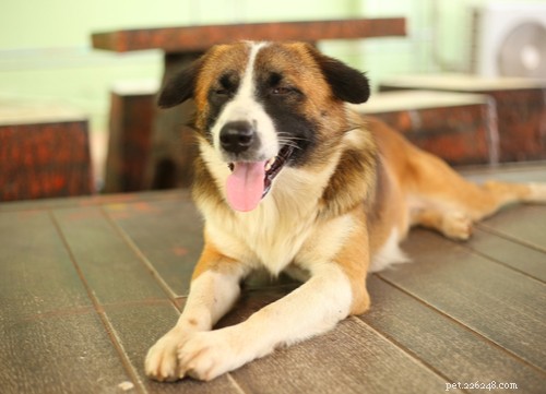 Identifying Blindness in Dogs: Signs, Causes, and Care