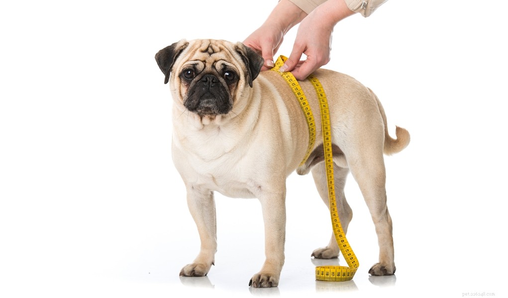 Effective Dog Weight Loss: A Guide for Healthier, Happier Pets