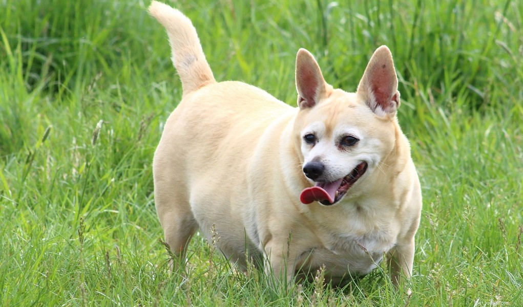 Effective Dog Weight Loss: A Guide for Healthier, Happier Pets