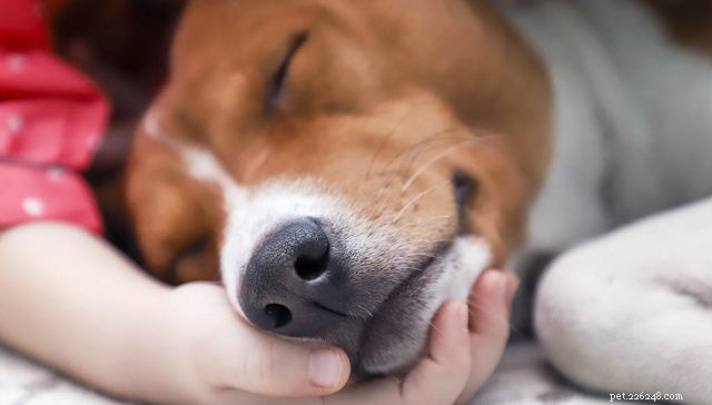 Top Dog Breeds Most Susceptible to Seizures: What You Need to Know