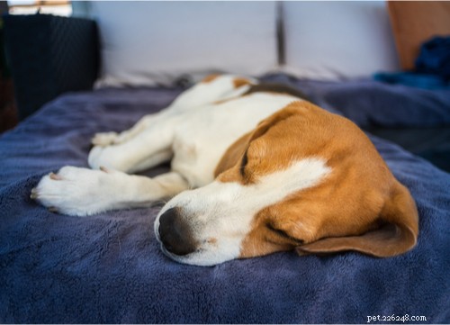 Top Dog Breeds Most Susceptible to Seizures: What You Need to Know