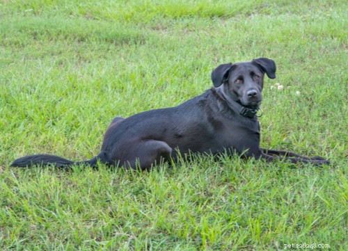 Top Dog Breeds Most Susceptible to Seizures: What You Need to Know