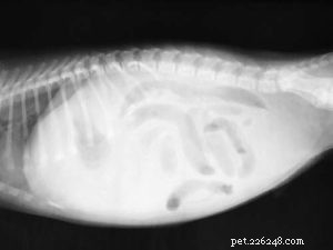 Understanding a Hard Dog Stomach: 4 Key Causes & Immediate Actions