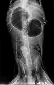 Understanding a Hard Dog Stomach: 4 Key Causes & Immediate Actions