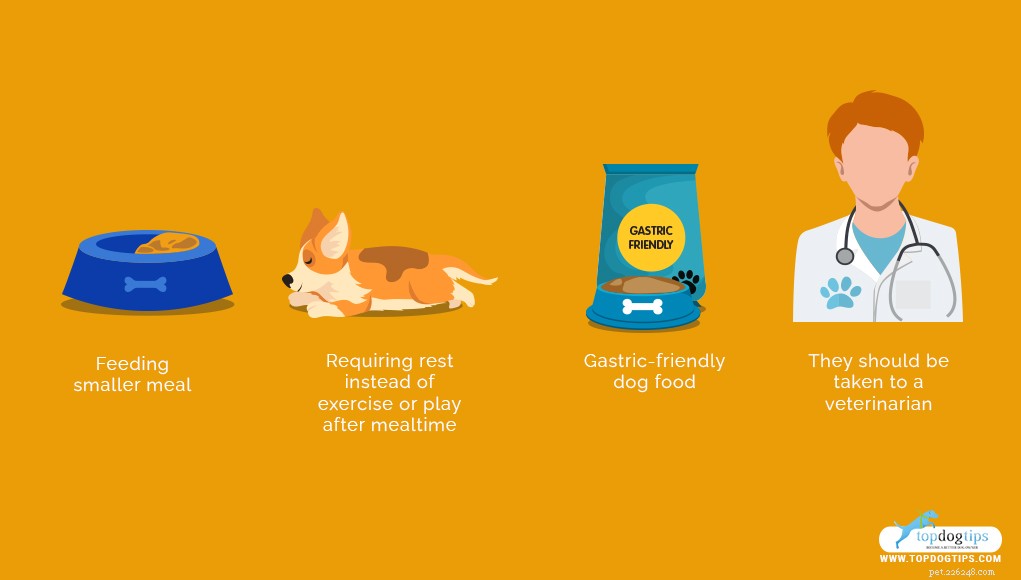 Understanding a Hard Dog Stomach: 4 Key Causes & Immediate Actions