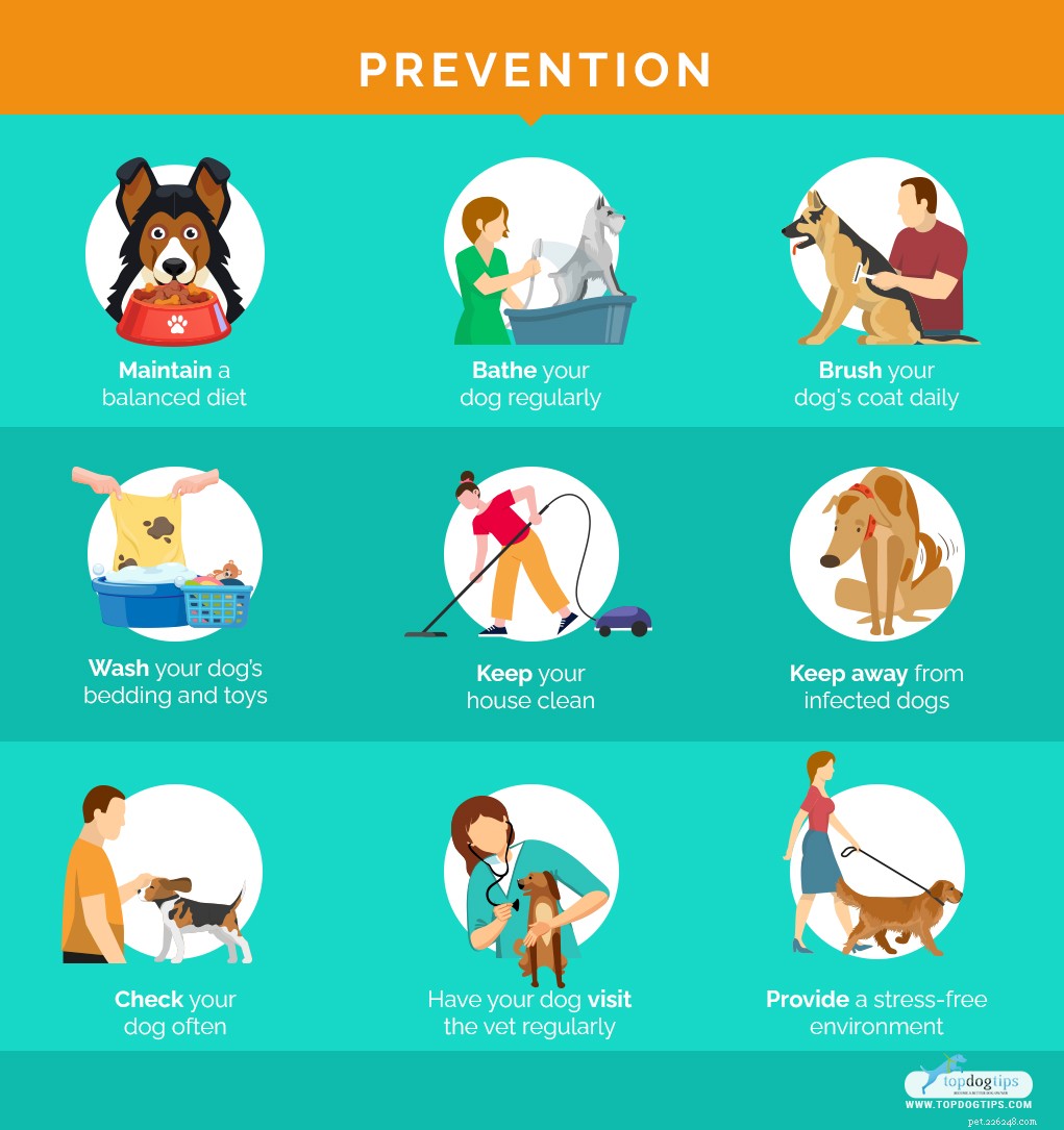 Top 9 Dog Skin Issues: Prevention and Treatment Guide