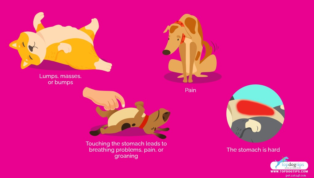 Understanding a Hard Dog Stomach: 4 Key Causes & Immediate Actions