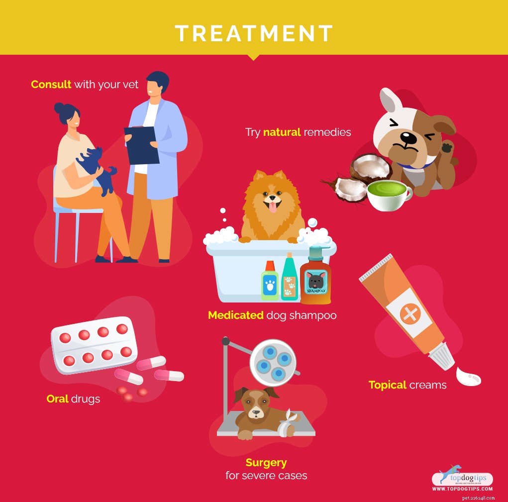 Top 9 Dog Skin Issues: Prevention and Treatment Guide