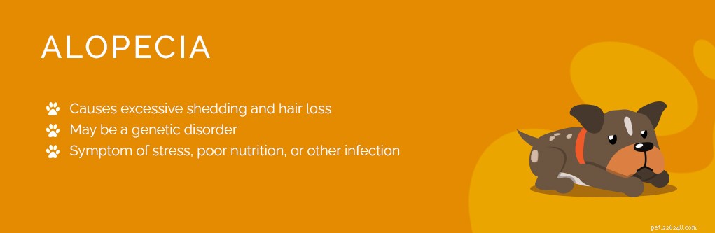 Top 9 Dog Skin Issues: Prevention and Treatment Guide