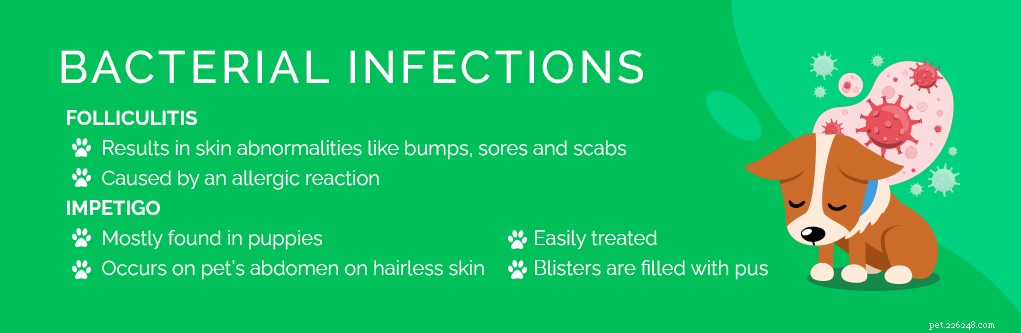 Top 9 Dog Skin Issues: Prevention and Treatment Guide