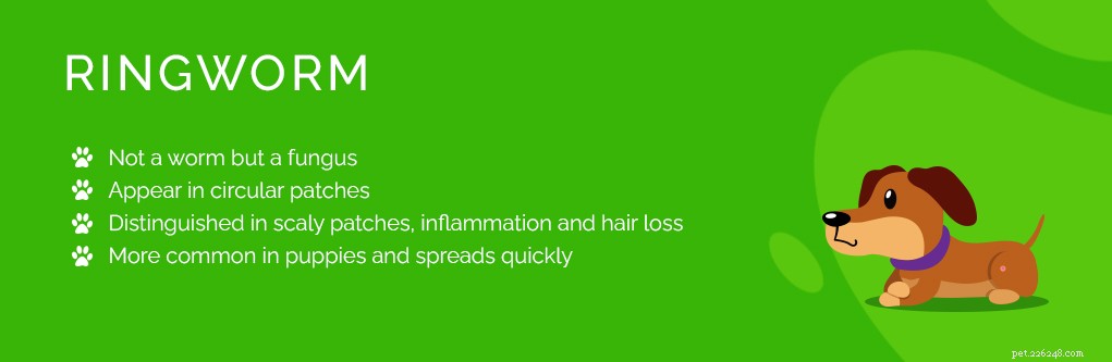 Top 9 Dog Skin Issues: Prevention and Treatment Guide