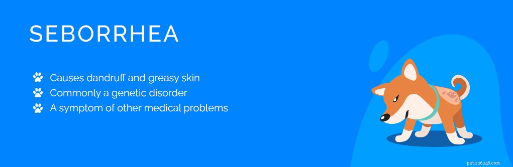 Top 9 Dog Skin Issues: Prevention and Treatment Guide
