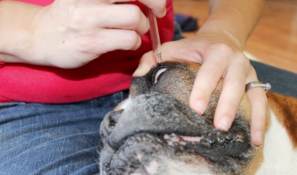 Effective Home Remedies for Red Eye in Dogs: Quick Relief & Vet Guidance