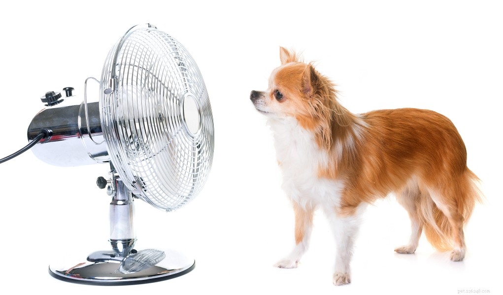 5 Proven Methods to Keep Your Dog Cool and Safe in Any Weather