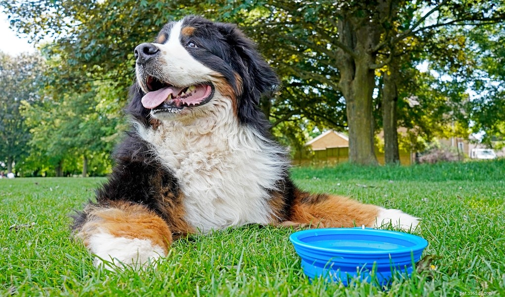 5 Proven Methods to Keep Your Dog Cool and Safe in Any Weather