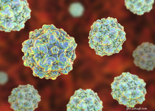 Dog Parvovirus Explained: How It Spreads & How to Safely Protect Your Puppy