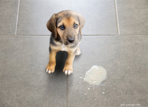 Dog Parvovirus Explained: How It Spreads & How to Safely Protect Your Puppy