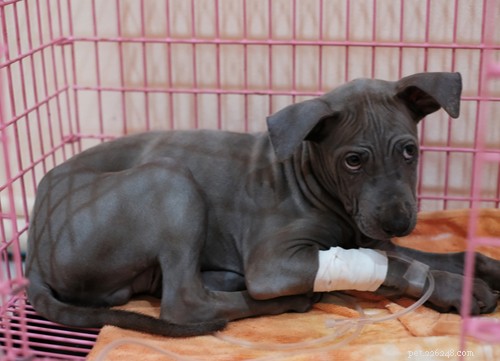 Dog Parvovirus Explained: How It Spreads & How to Safely Protect Your Puppy