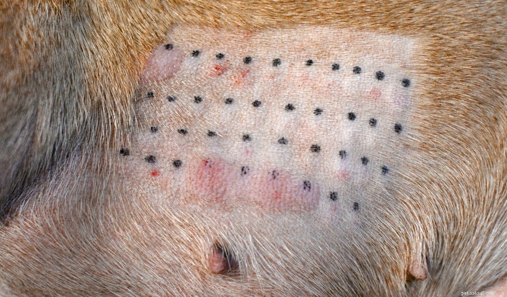 Effective Home Remedies for Dog Allergies: Quick Relief & Care Tips