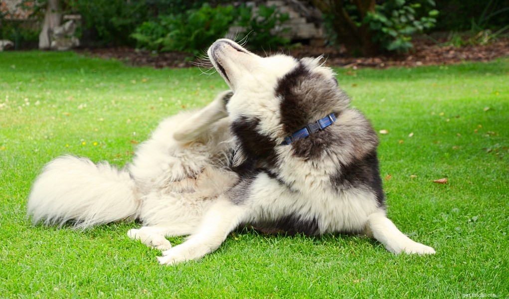 Effective Home Care for Dry Skin in Dogs: Quick Relief & Prevention