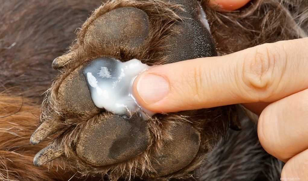 Effective Home Care for Dry Skin in Dogs: Quick Relief & Prevention